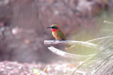 Red-Throated Bee-Eater