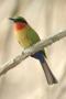 Red-Throated Bee-Eater