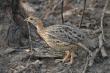 White-throated francolin