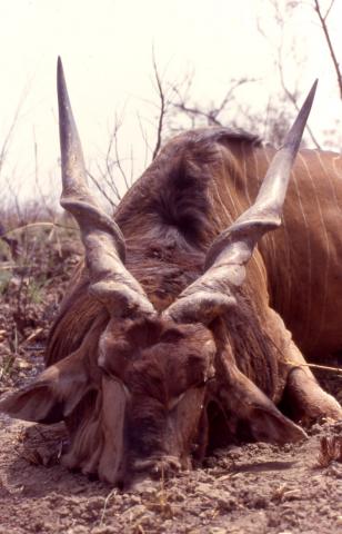 Lord Derby Eland Frontal view